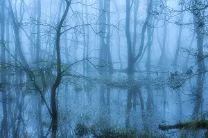 Flooded alder swamp on the shore of Lake Duemmer