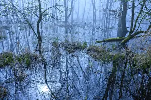Category Forests Prints: Flooded alder swamp on the shore of Lake Duemmer