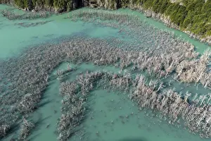 Flooded forest with dead trees