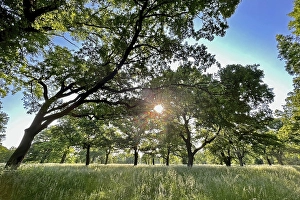 Floodplain forest, sunrise in summer