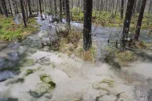 Floodwater in the forest near Straumbu