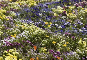 Floral splendour on the grounds of the Landesgartenschau 2025
