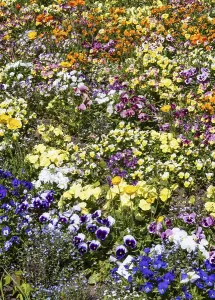 Floral splendour on the grounds of the Landesgartenschau 2025