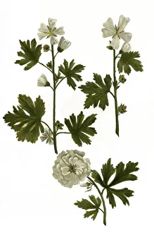 Flore albo, Alcea pentaphyllea alba