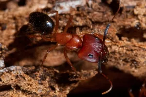 Florida carpenter ant