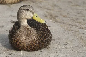 Florida duck (Anas fulvigula)
