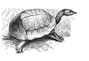 Florida softshell turtle (Apalone ferox)