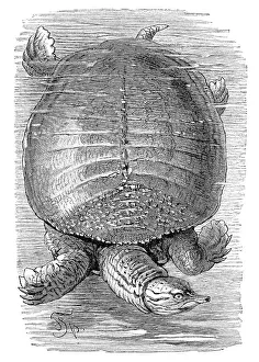 Florida softshell turtle (Trionyx ferox)