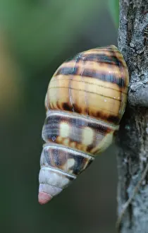 Florida tree snail (Liguus fasciatus)