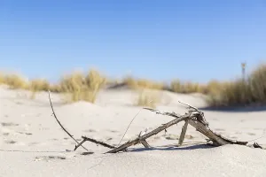 Flotsam and jetsam, broken branch