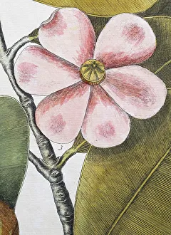 Flower, balsam tree (Commiphora opobalsamum)