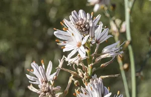 Flower, Branched asphodel (Asphodelus ramosus)