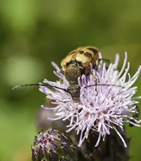 Flower buck, cerambycidae, spotted flower buck