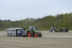 Flower bulbs being planted in a field with a tractor