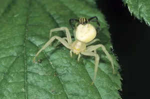 Flower Crab Spider (Misumena vatia)