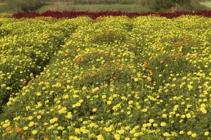 Flower cultivation in Midnapur, West Bengal, India