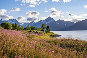 Category Mountain Landscapes Prints: Flower field on the coast of the Lyngenfjord