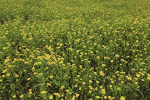 Flower fields, bastar, chhattisgarh, india, asia