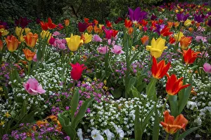 Flower garden with many colorful tulips