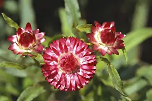Flower, Helichrysun Bracteatum, India