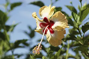 Category Historic EN Prints: Flower, Jaswand, Hibiscus, Multicolor flower