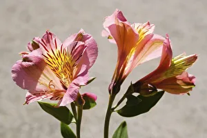 Flower of the lily (Lilium), Mainau Island