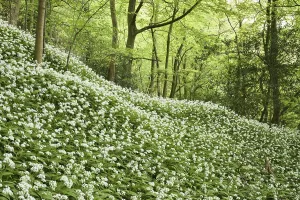Flower mass of ramsons (Allium ursinum)
