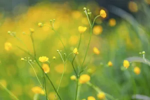 Flower meadow, buttercup (Ranunculus acris)