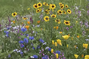 Flower meadow with cornflowers (Centaurea cyanea)