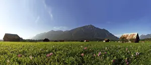 Flower meadow in the evening light near Hammersbach