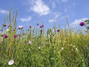 Flower meadow or flowering area as habitat in the field
