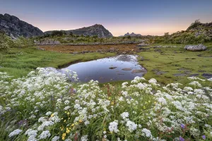 Flower meadow in front of moorland
