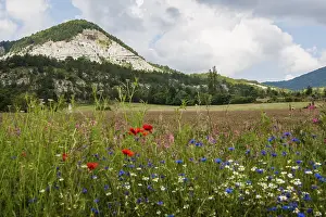 Flower meadow and mountains, near Montbrun-les-Bains