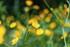 Flower meadow, Ranunculus acris
