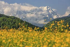 Flower meadow in front of snowy mountains