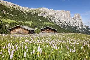Flower meadow in the spring on the Seiser Alm in the Schlern-Rosengarten nature park