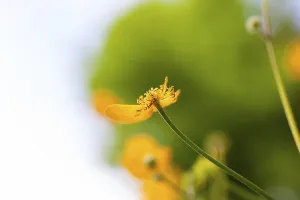 Flower meadow, view upwards, Ranunculus acris