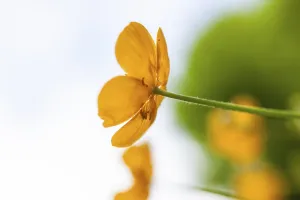 Flower meadow, view upwards, Ranunculus acris