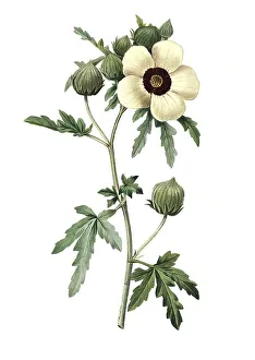 Flower-of-an-hour (Hibiscus trionum)