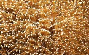 Flower Pot Coral (Goniopora sp.), Indonesia, Asia