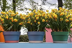 Three flower pots with daffodils