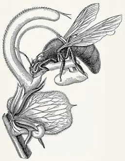 Flower of Sage (Salvia Aethiopis)
