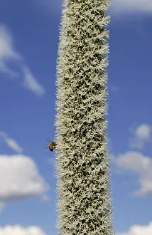 Flower stem of an Austral Grass-tree (Xantorrhoea australis) with an insect