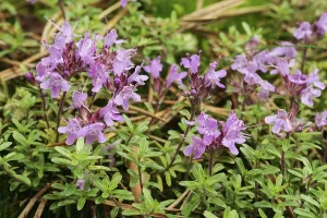 Flower of the useful wild thyme plant (Thymus serpyllum) at the edge of the pine forest