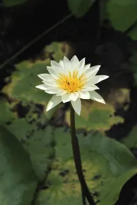 Flower white lotus