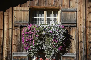 Flower windows in the Alps