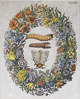Flower wreath, moths, caterpillars