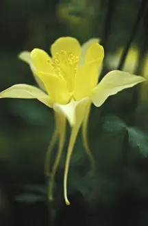 flower yellow aquilegia columbine dusk Trending Item 1