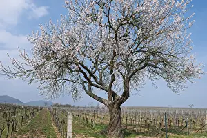 Flowering almond tree (Prunus dulcis) in a vineyard