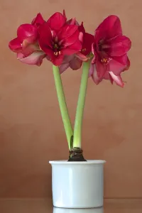 Flowering Amaryllis (Amaryllis) in a flowerpot